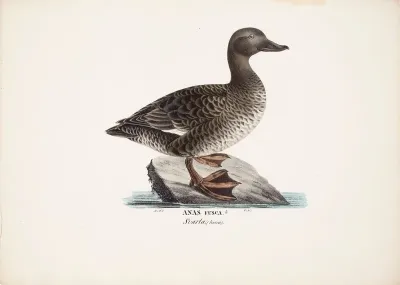 Velvet Scoter, Female