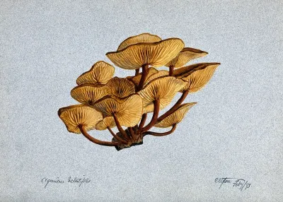 Velvet shank fungus (Flammulina velutipes) growing on wood