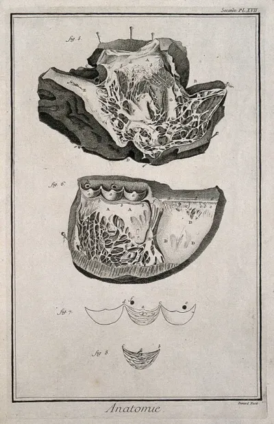 Ventricles and valves of the heart, after Senac