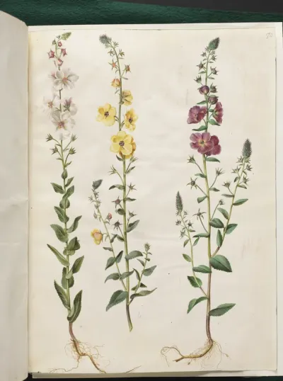 Verbascum blattaria (klase-kongelys); Verbascum phoeniceum (purpur-kongelys)