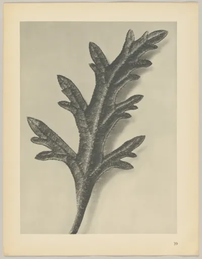 Verbena canadensis