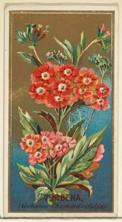 Verbena (Verbena chamaedrifolia), from the Flowers series for Old Judge Cigarettes