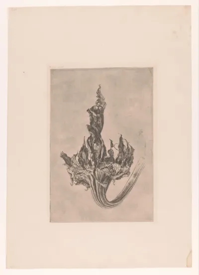Verdorde zonnebloem