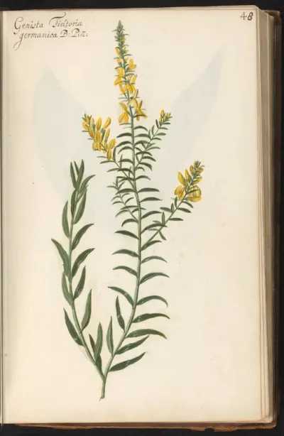 Verfbrem (Genista tinctoria)