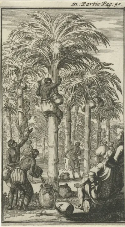 Verkrijgen van palmwijn in India