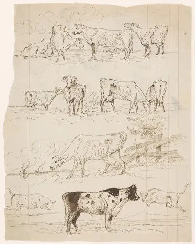Verschillende schetsen van grazende koeien in de wei en van een stier
