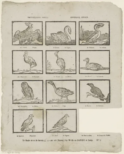 Verschillende vogels / differents oiseaux