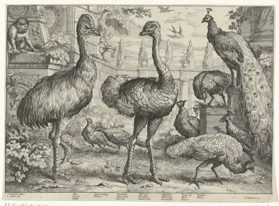 Verschillende vogels en een aap