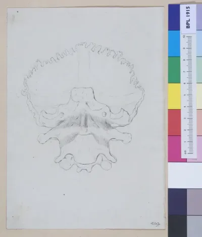 Vertebrae and pelvis, seen from above