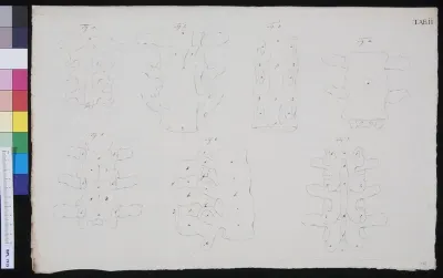 Vertebrae (design for a publication)