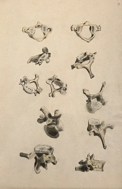 Vertebrae: eleven figures