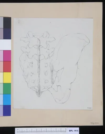 Vertebrae, ilium