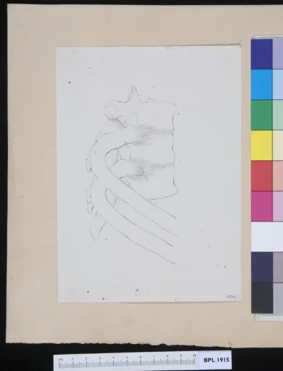 Vertebrae, ribs