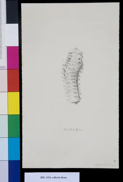 Vertebrae