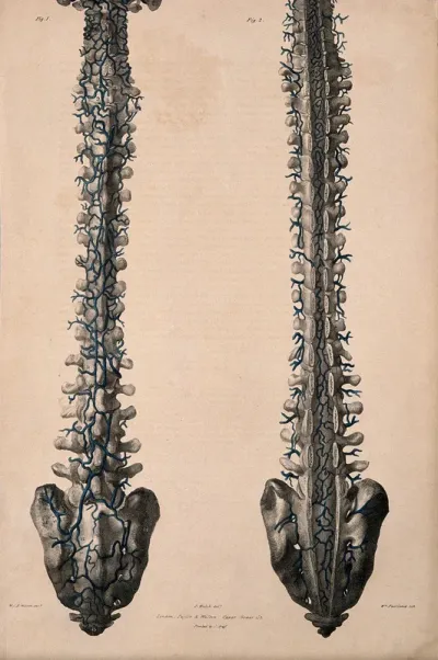 Vertebral column with veins: anterior and posterior views