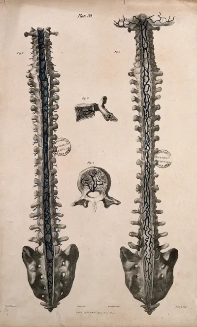 Vertebral column with veins: four figures