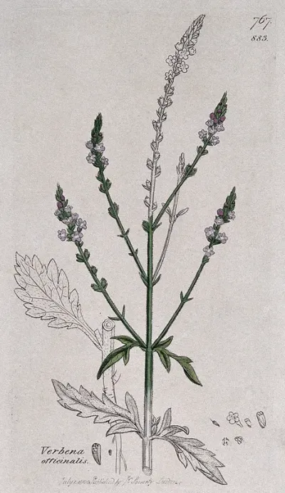 Vervain (Verbena officinalis): flowering stem and floral segments