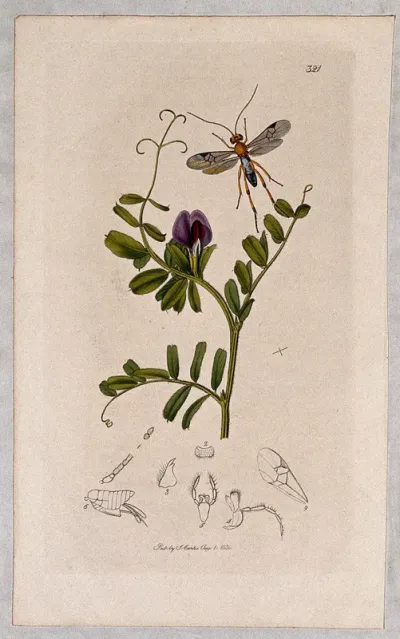 Vetch plant (Vicia sativa) with an associated insect and its anatomical segments
