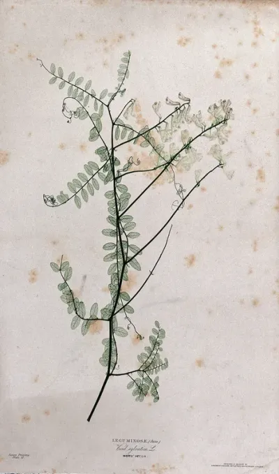 Vetch plant (Vicia species): flowering stem