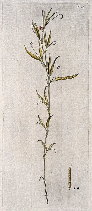 Vetchling (Lathyrus inconspicuus): flowering and fruiting stem with separate fruit and seed