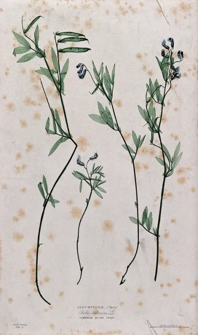 Vetchling (Lathyrus species): flowering and fruiting stems