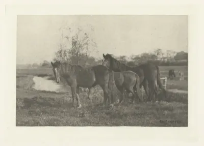 Veulens in een weide in Norfolk