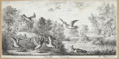 Viben (Vanellus)
