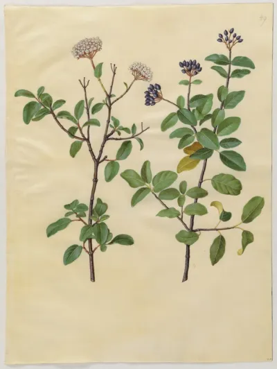 Viburnum tinus (vinter-snebolle)