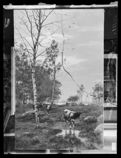 Victor Westerholm: "Lehmihaka" vuodelta 1884