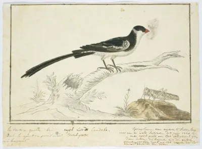 Vidua macroura (Pin-tailed whydah) and locust