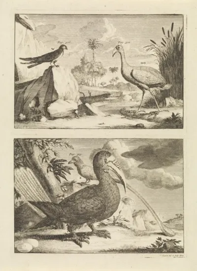 Vier exotische vogels