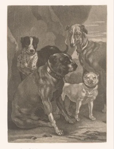 Vier honden