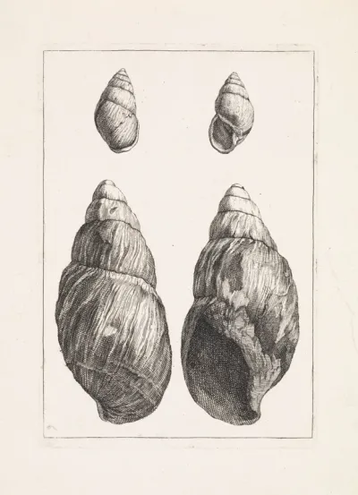 Vier kegelvormige schelpen