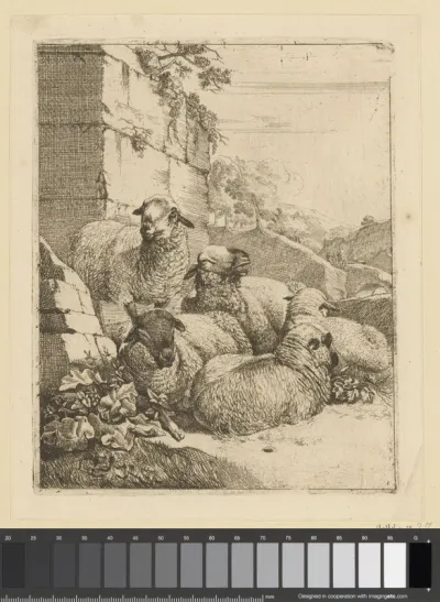 Vier liggende en een staand schaap