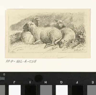 Vier liggende schapen