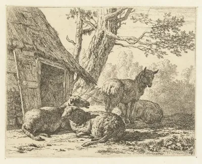 Vier schapen