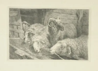 Vier schapen en een ram voor een voederbak