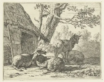 Vier schapen