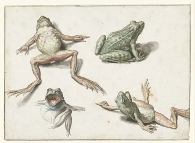 Vier studies van een kikker