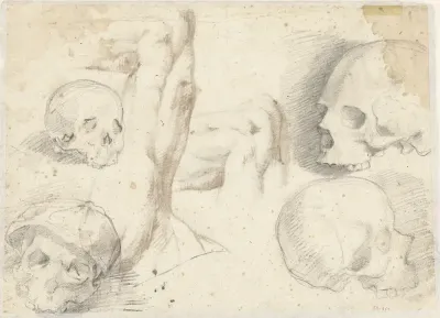 Vier studies van een schedel