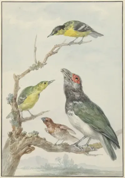 Vier verschillende vogels op een tak