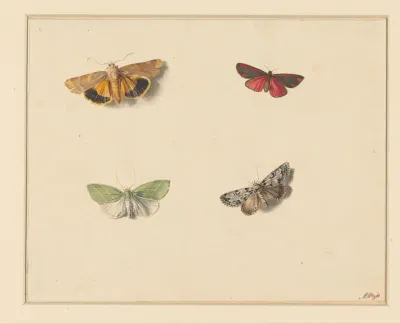 Vier vlinders