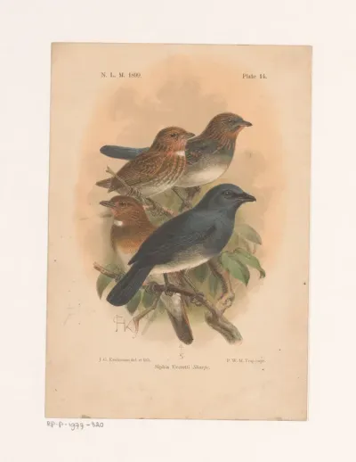 Vier vogels op een tak