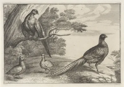 Vier vogels
