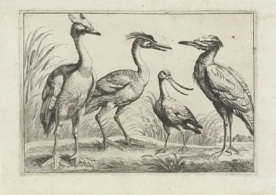 Vier waadvogels