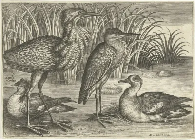 Vier waadvogels langs een oever