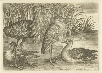 Vier waadvogels langs een oever