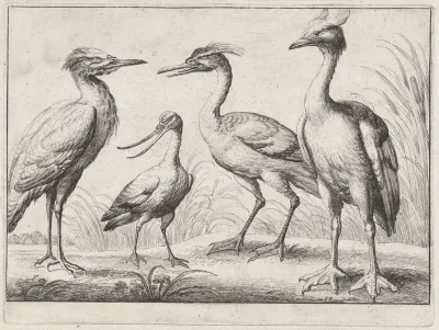 Vier waadvogels