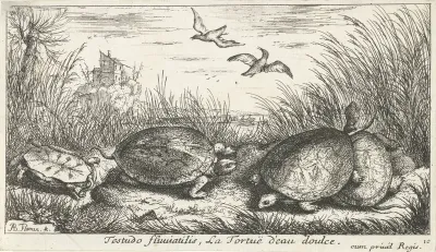 Vier zoetwaterschildpadden tussen gras en riet