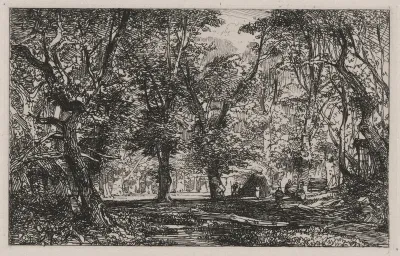 View from a Forest Stream Into a Clearing